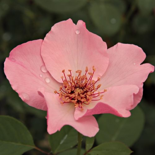 Dainty Bess történelmi - tea rózsa